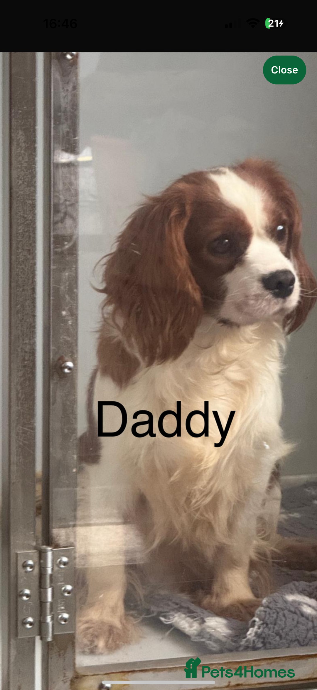 Cavalier King Charles Spaniel dogs for sale: Kc dna clear cavalier puppies available  - Image 5
