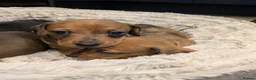 Miniature Dachshund dogs for sale: Miniature Dachshund pups  in Llanybydder - Advert 23