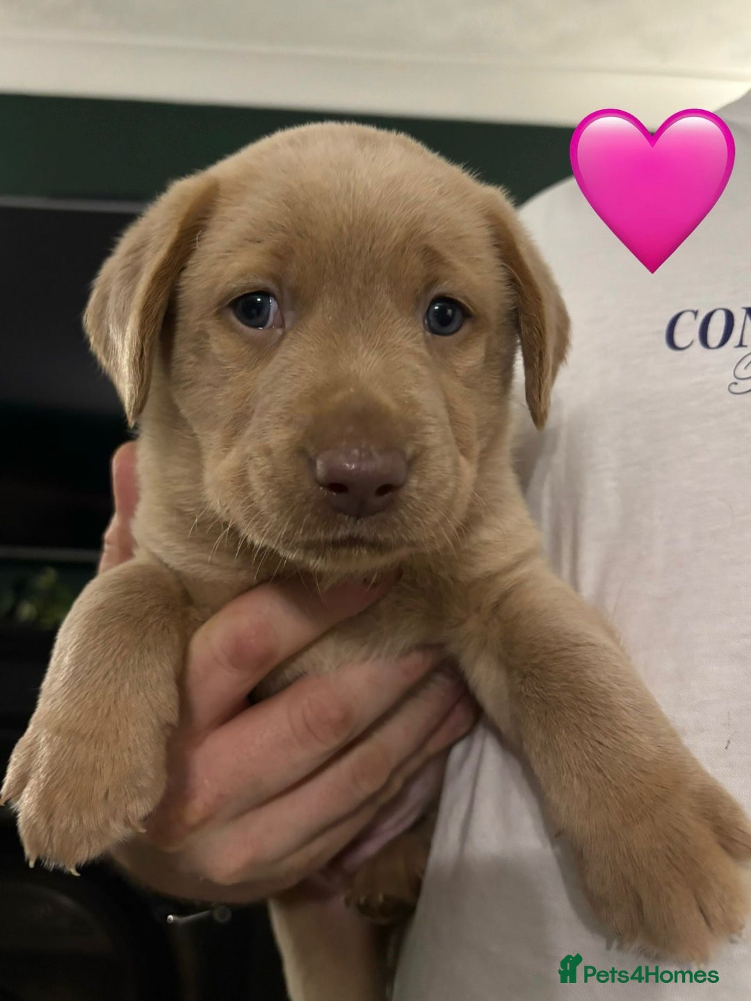 Labrador Retriever dogs for sale: Silver, Charcoal, Champagne Labrador Puppies  - Advert 14