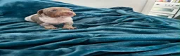 Miniature Dachshund dogs for sale: Lilac piebald miniature dachshund puppies  - Advert 13