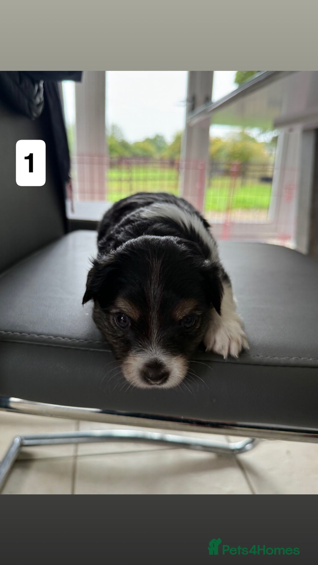 Jack Russell dogs for sale: 3 Jack Russel pups  - Image 2