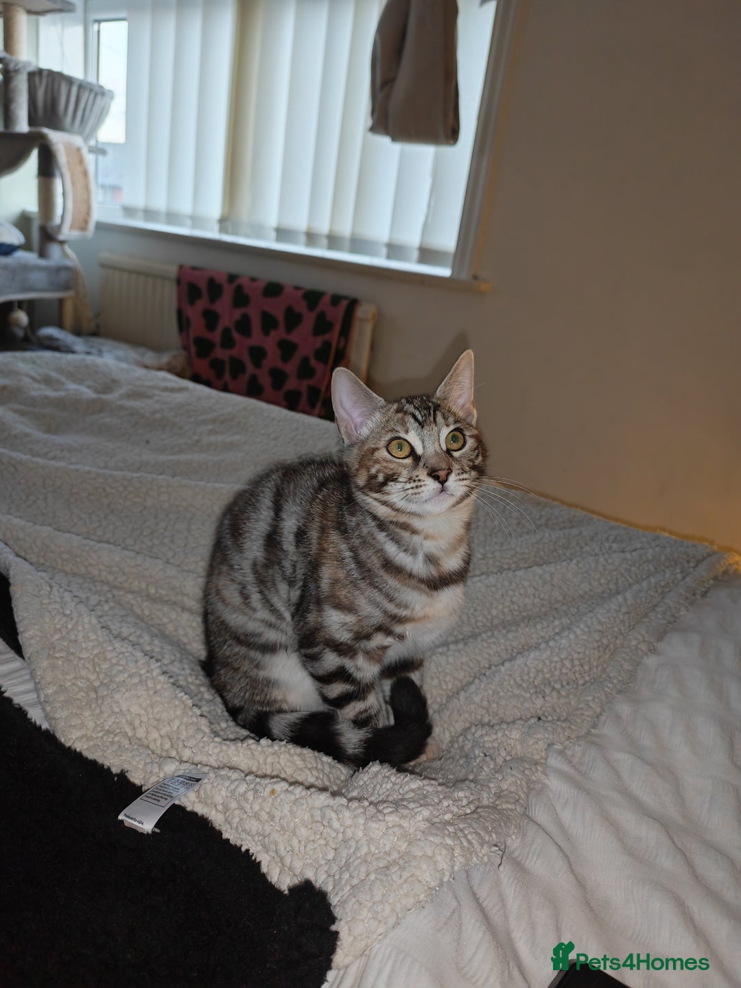 Bengal cats for sale: Half Bengal Female - Advert 2