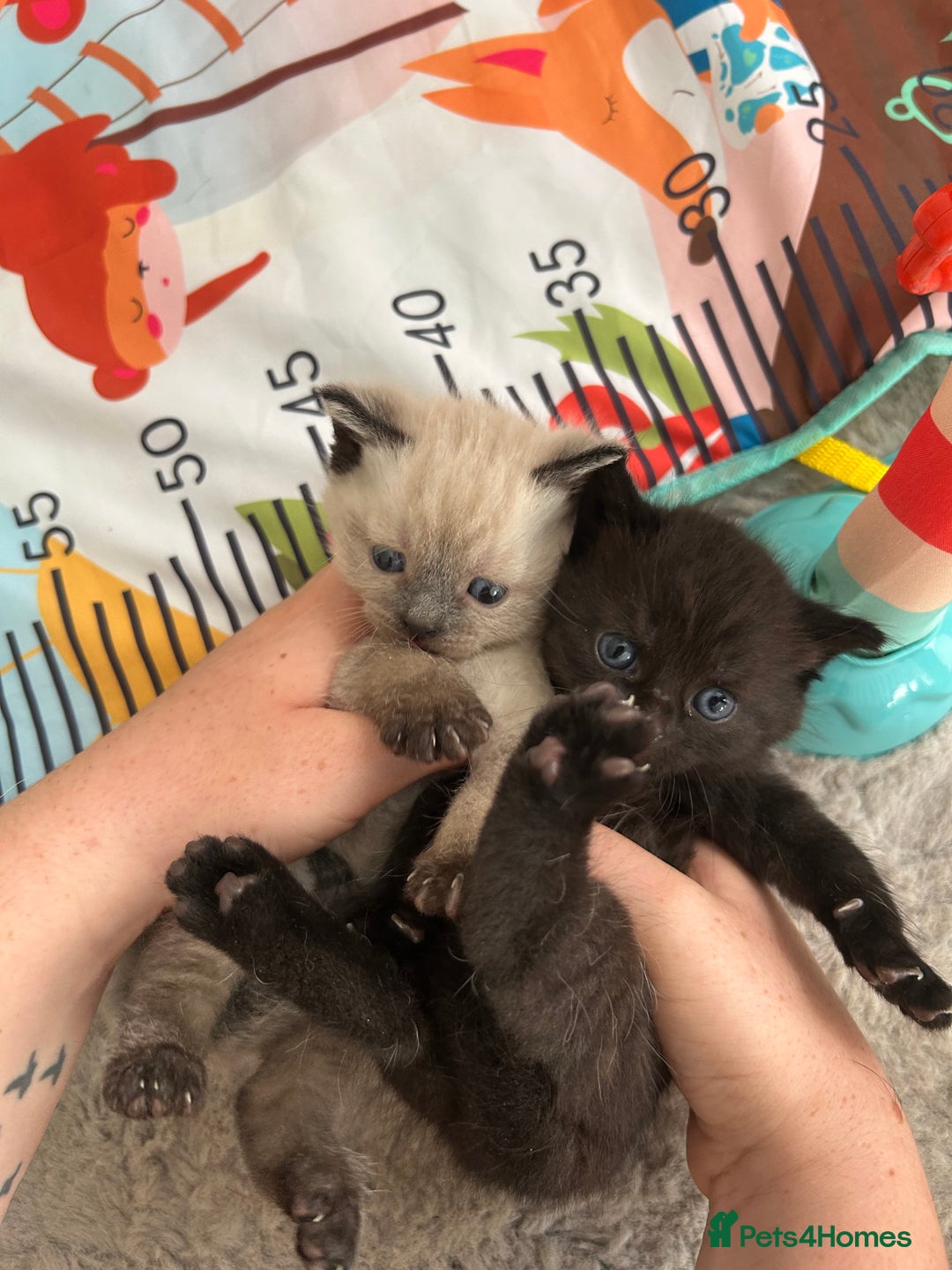 Mixed Breed cats for sale: Black kitten  - Image 2