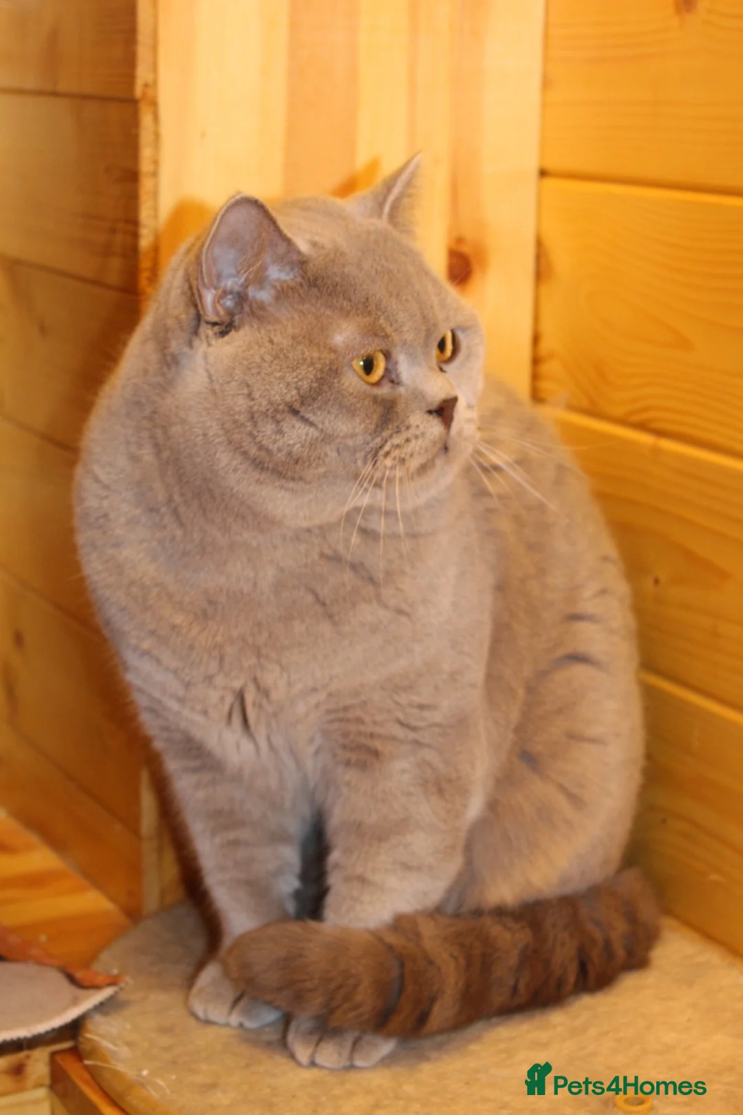 British Shorthair cats for stud: 🏆🥇Beautiful Lilac Boy GCCF/TICA registered 🏆🥇 - Advert 2