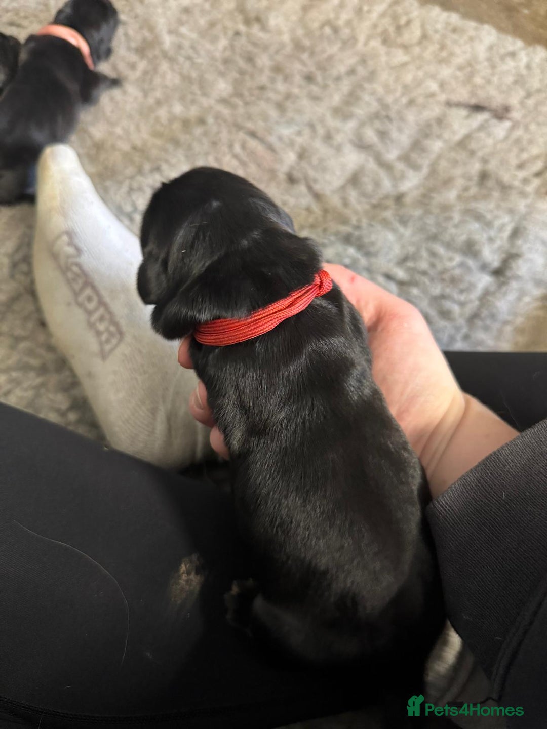 Goldador dogs for sale: Goldador Black & Golden Pups - Pets / Therapy - Image 12