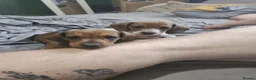 Chiweenie dogs for sale: Chiweenie Pups - Advert 4