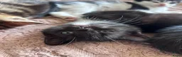 British Shorthair cats for sale: B shorthair kittens  in Beccles - Advert 4