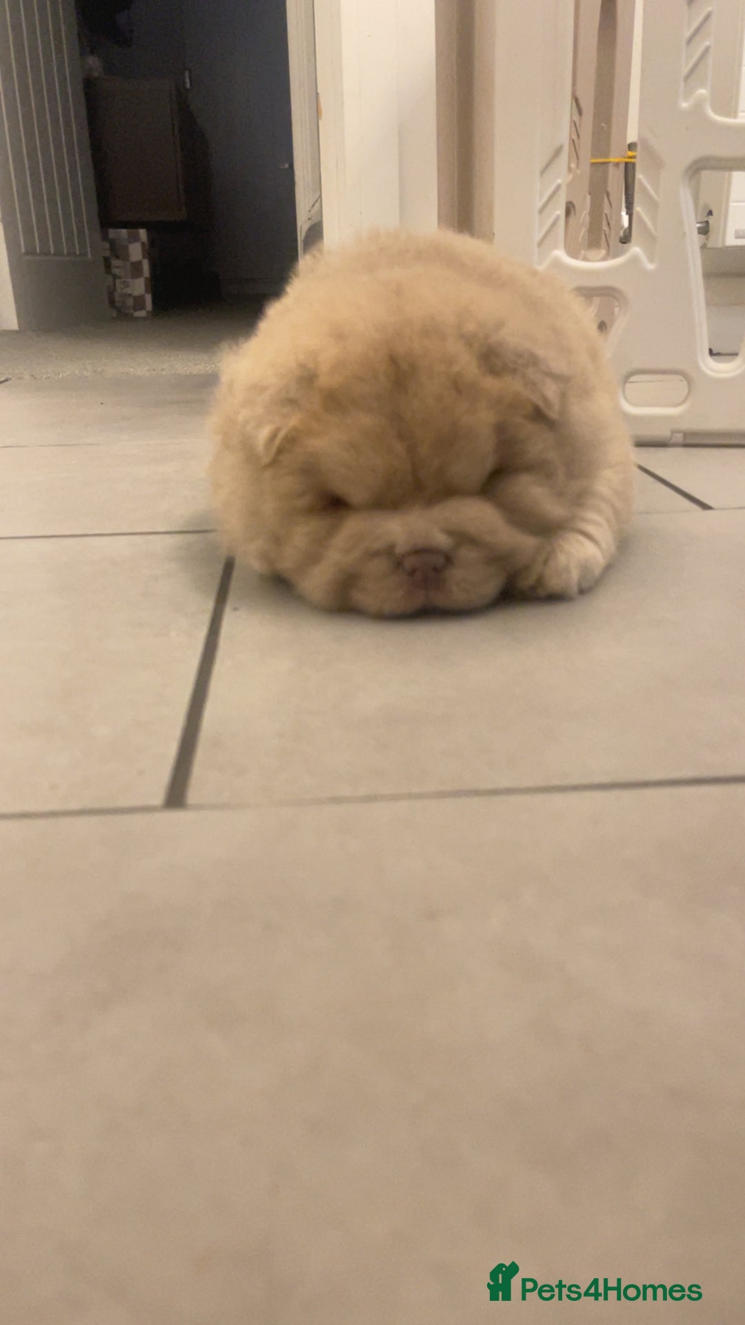 Chow Chow dogs for sale: Lilac boy chow chow  - Advert 4