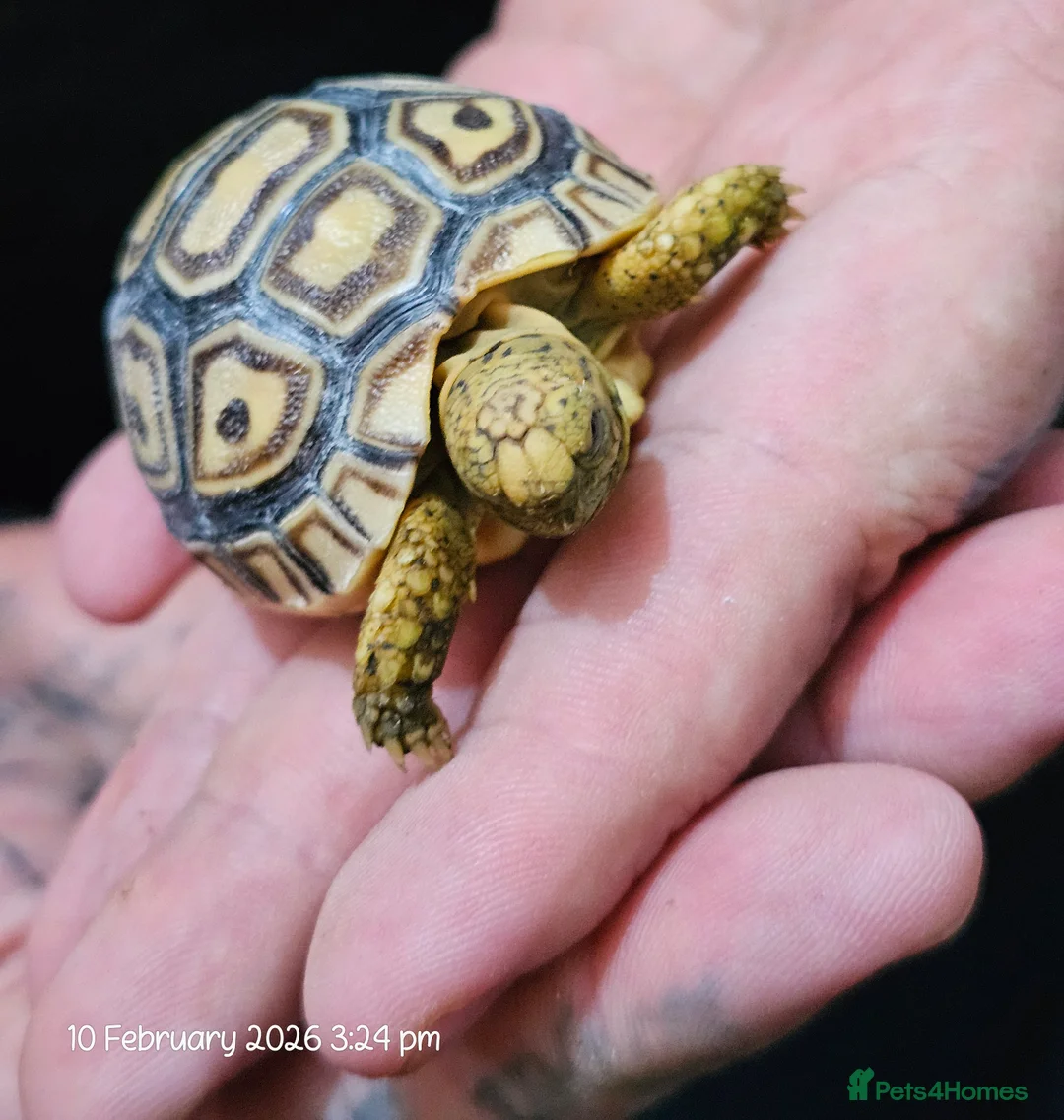 Tortoise reptiles for sale: Baby leopard tortoises ready now - Advert 5