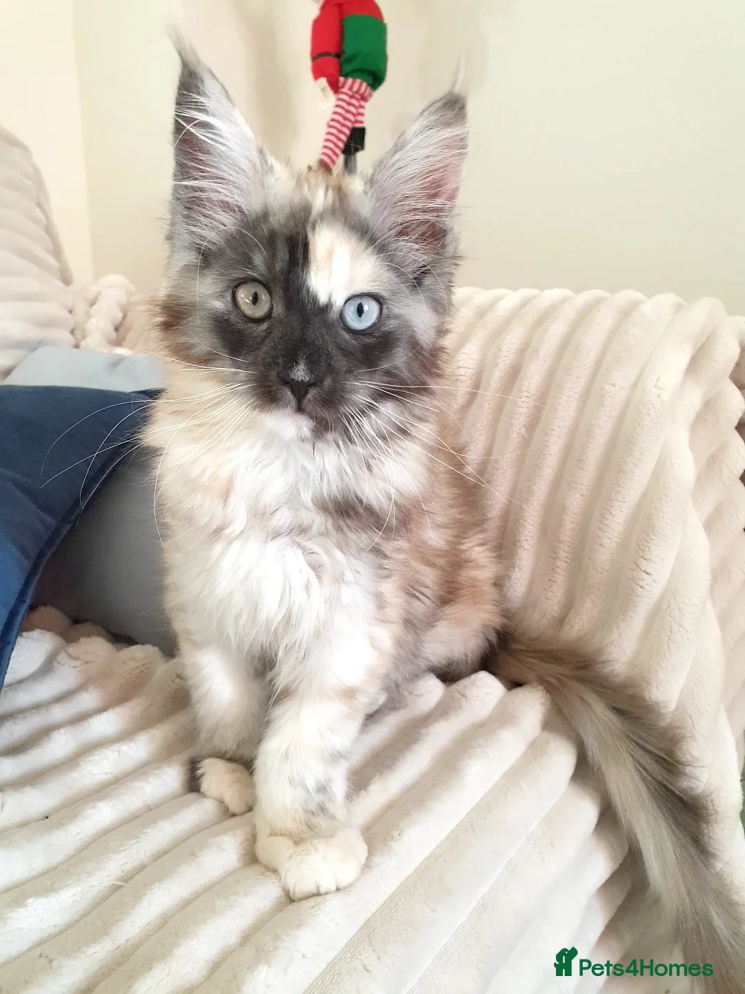 Maine Coon cats for sale: Maine coon girl 💛💙 - Advert 2