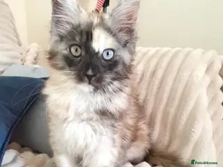 Maine Coon cats Maine coon girl 💛💙 - Advert 11