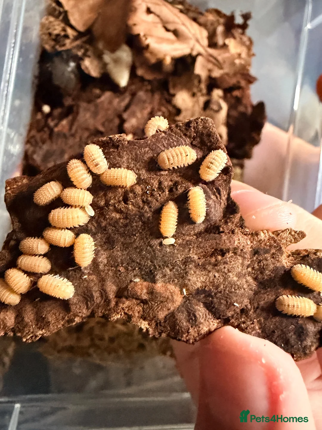 Isopods invertebrates for sale: Pineapple spiky isopods - Advert 1