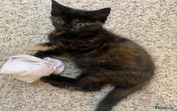 Mixed Breed cats for sale: Two girls and a boy Kuril bobtail mix - Image 16