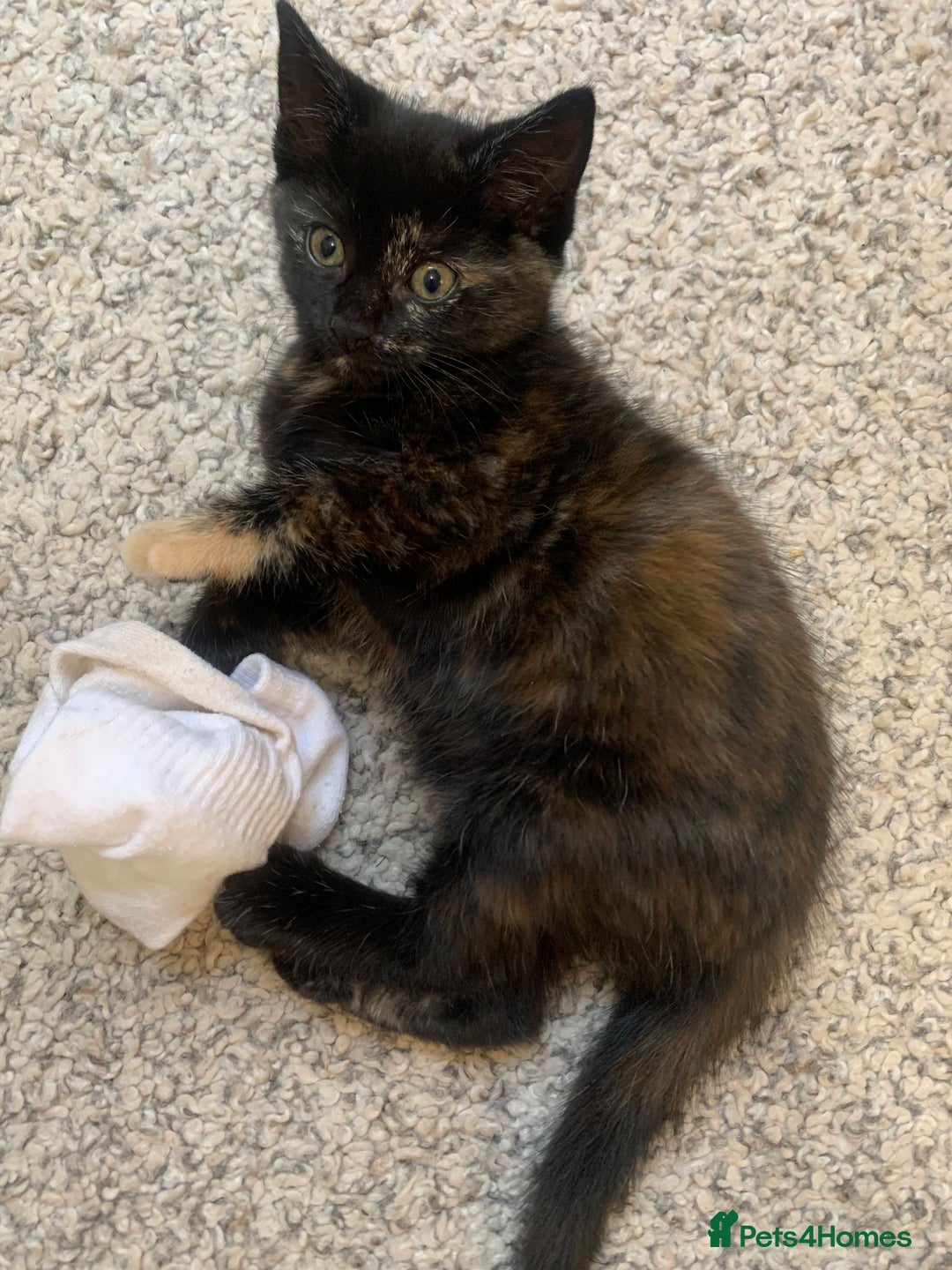 Mixed Breed cats for sale: Two girls and a boy Kuril bobtail mix - Image 16