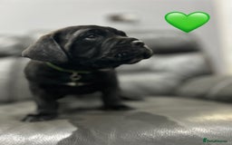 Cane Corso dogs for sale: Chunky Cane Corso Cross Pups – Ready Next Week! - Image 18