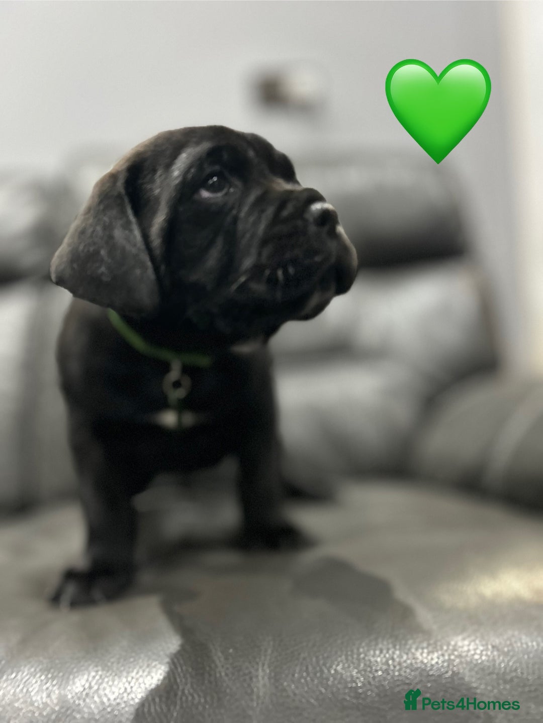 Cane Corso dogs for sale: Chunky Cane Corso Cross Pups – Ready Next Week! - Image 18