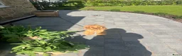 Cocker Spaniel dogs for sale: Female Show Cocker Spaniel in Leeds - Advert 6