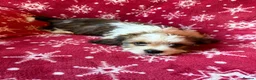 Cavalier King Charles Spaniel dogs for sale: Beautiful Cavalier King Charles Puppies for Sale - Advert 9
