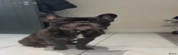 French Bulldog dogs for sale: New home for my baby  - Advert 5