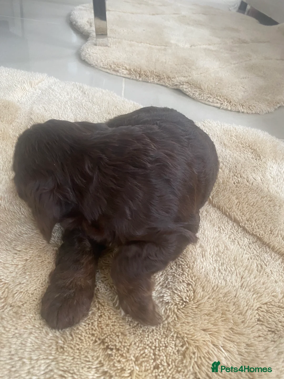 Cockapoo dogs for sale: Cockapoo puppies  - Advert 10