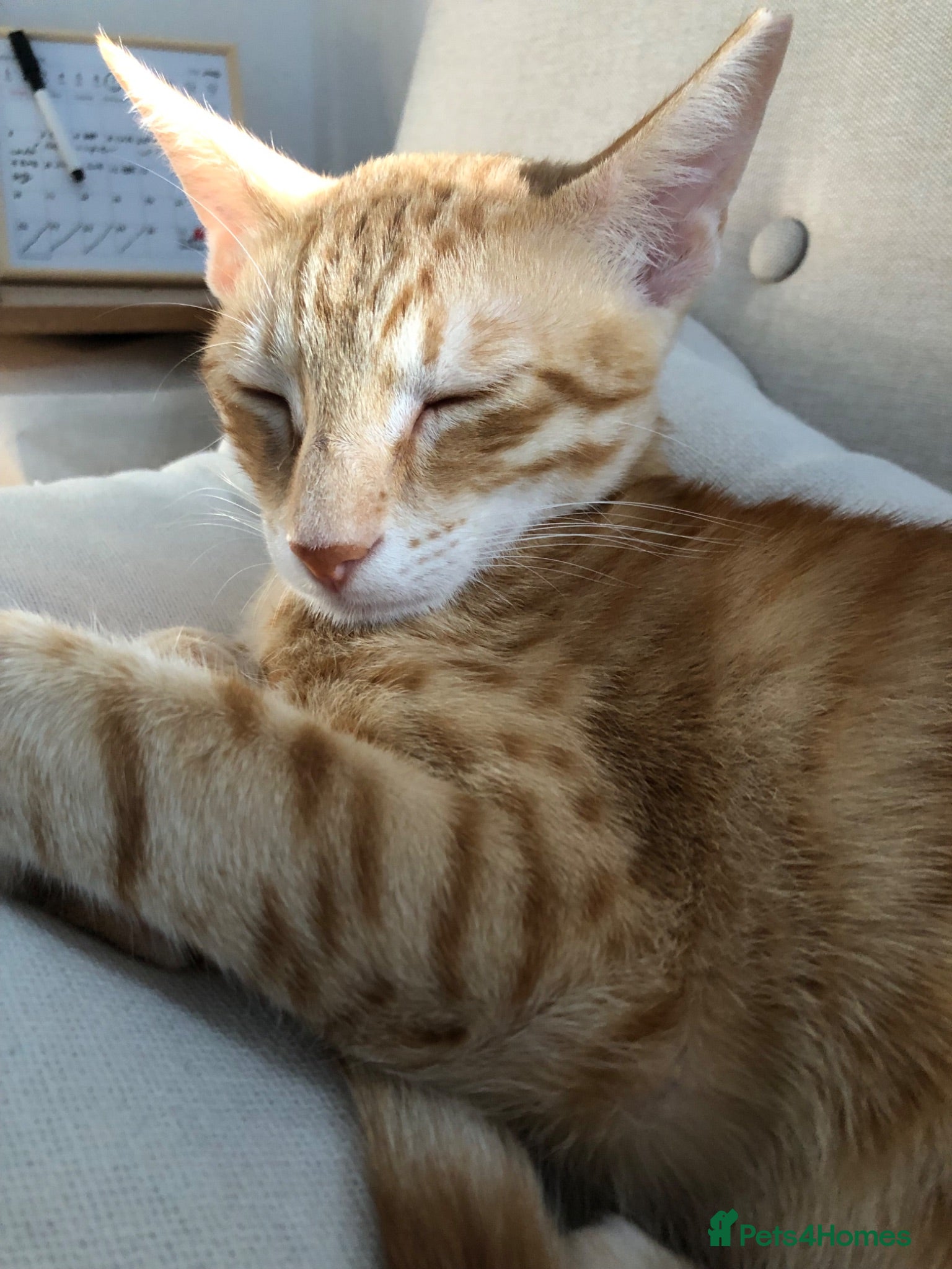 Mixed Breed cats Chatty ginger spotted playful kitten - Advert 1