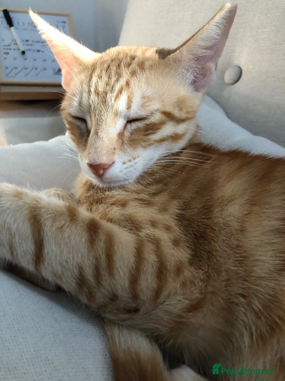 Mixed Breed cats for sale: Chatty ginger spotted playful kitten - Advert 1