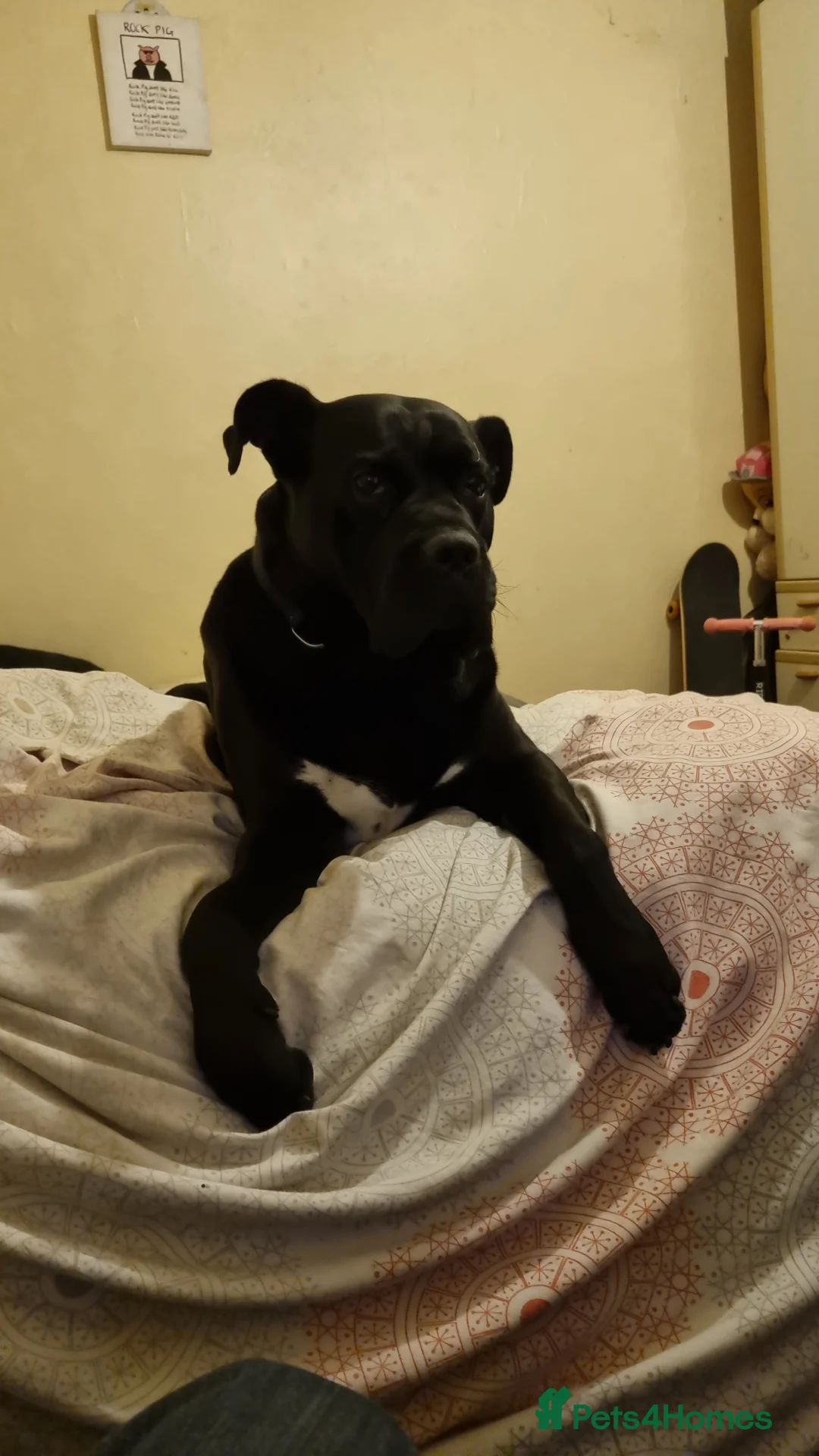 Cane Corso dogs for stud: BUSTER cane corso - Advert 2