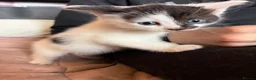 Mixed Breed cats for sale: 5 week old kittens for sale in Glenrothes - Advert 2