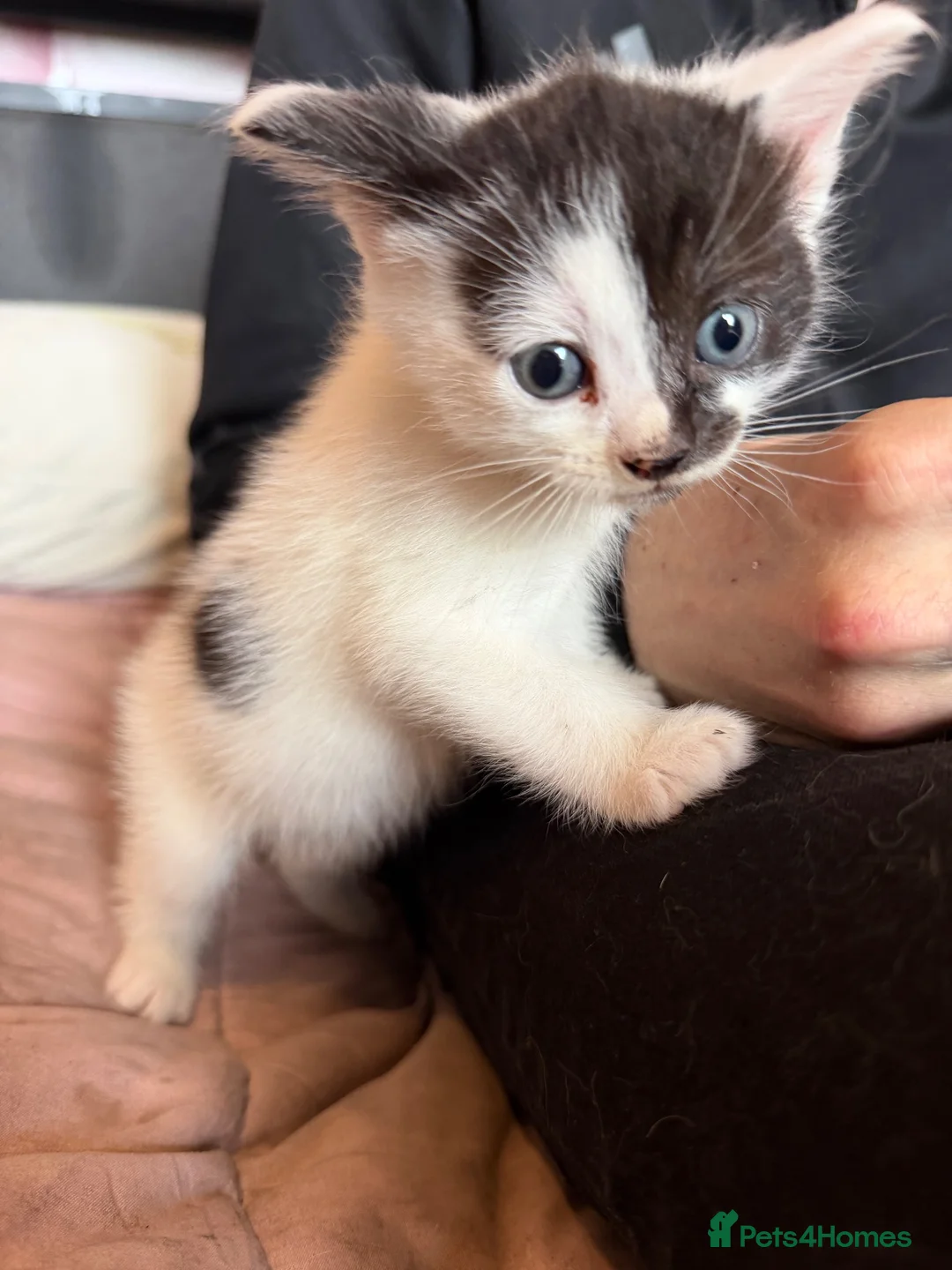 Mixed Breed cats for sale: 5 week old kittens for sale in Glenrothes - Advert 2