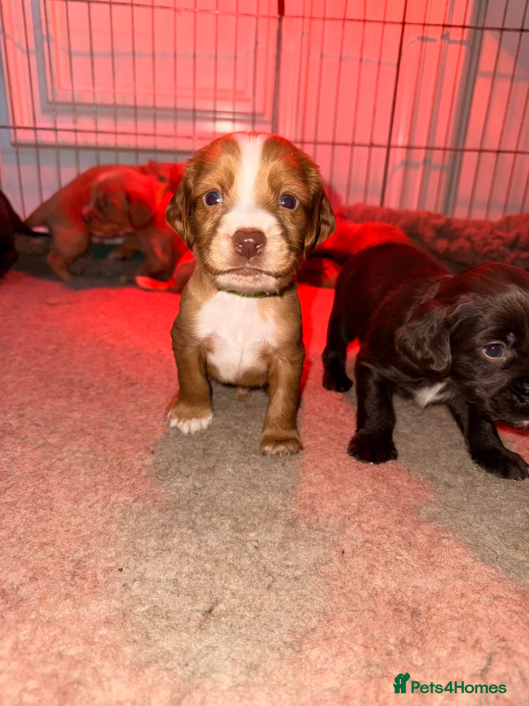 Sprocker dogs for sale: Sprocker Pups - Advert 17