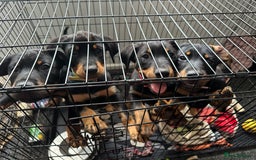 Rottweiler dogs for sale: Healthy Rottweiler puppies ready now  - Image 30
