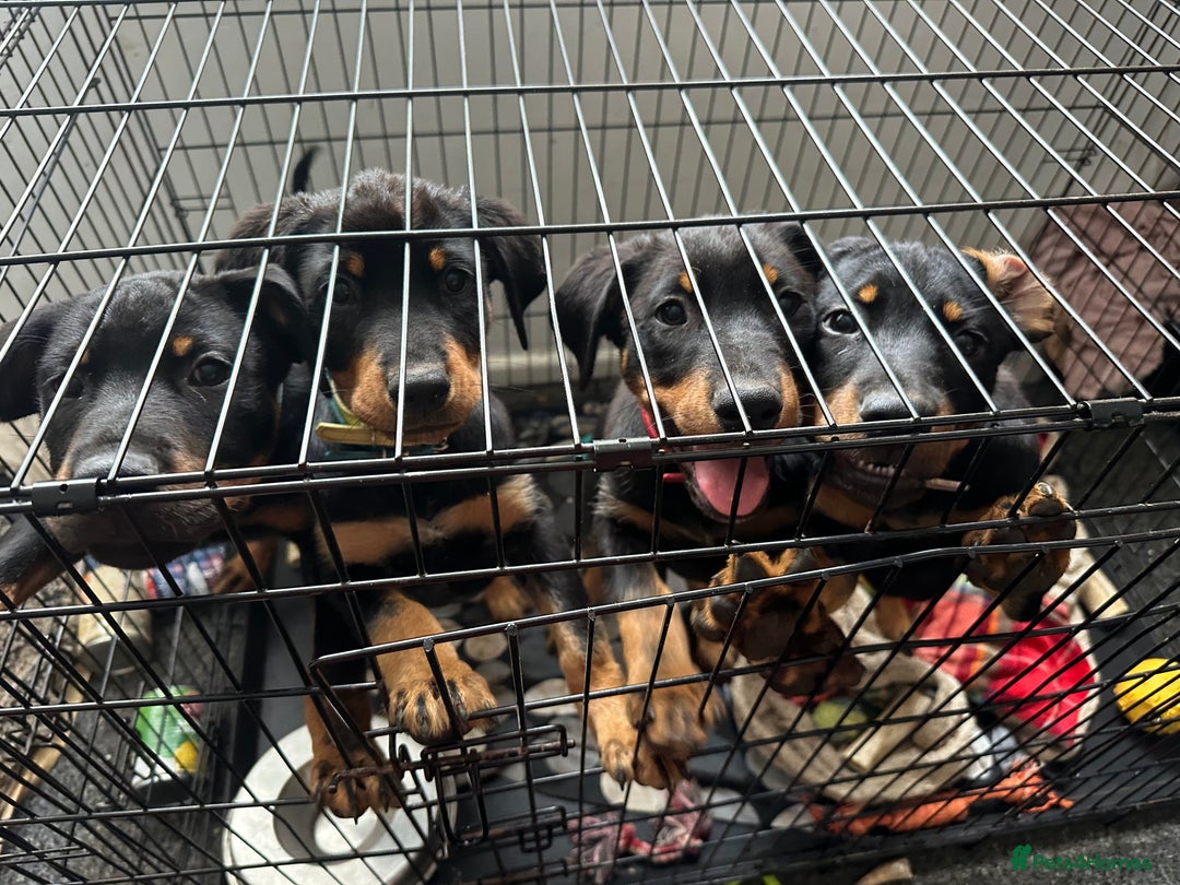 Rottweiler dogs for sale: Healthy Rottweiler puppies ready now  - Image 30