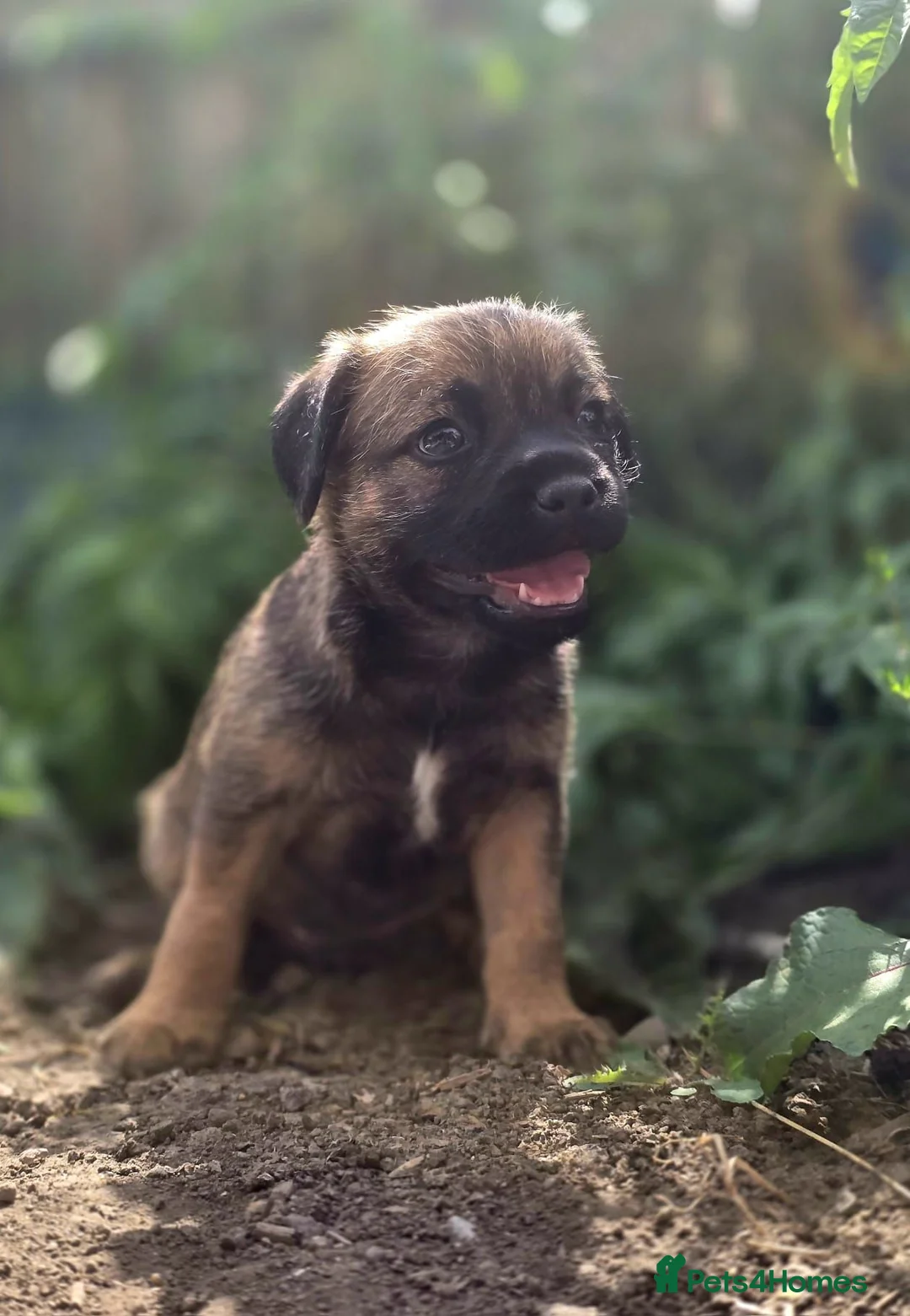 Border Terrier dogs for sale: Two Beautiful Border Terrier Puppies - Advert 10