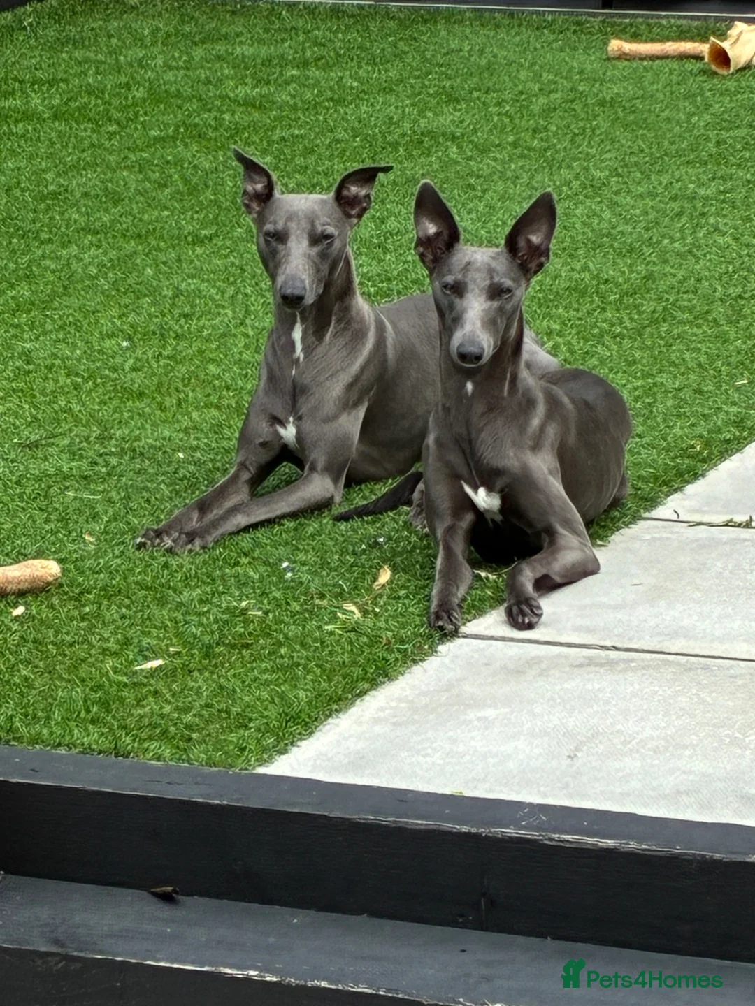 Whippet dogs for sale: Whipets Puppies - Advert 23