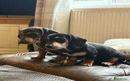 Miniature Dachshund dogs for sale: KC Reg Miniature Dachshund Puppies ✨READY NOW✨ - Image 14