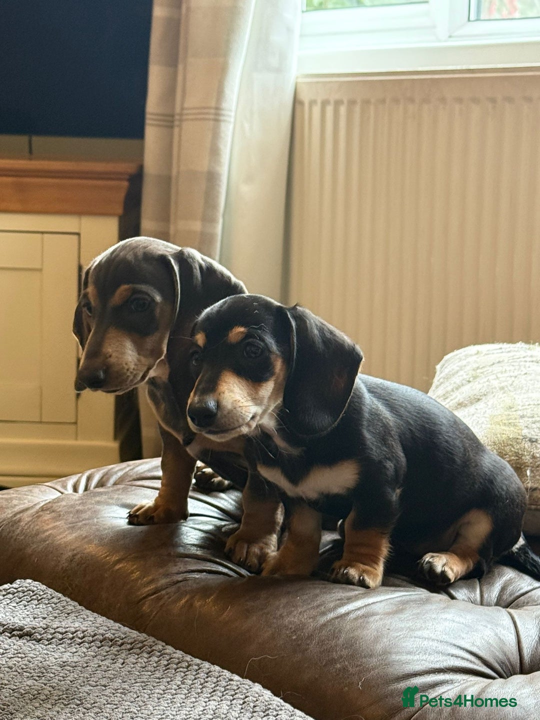 Miniature Dachshund dogs for sale: KC Reg Miniature Dachshund Puppies ✨READY NOW✨ - Image 14