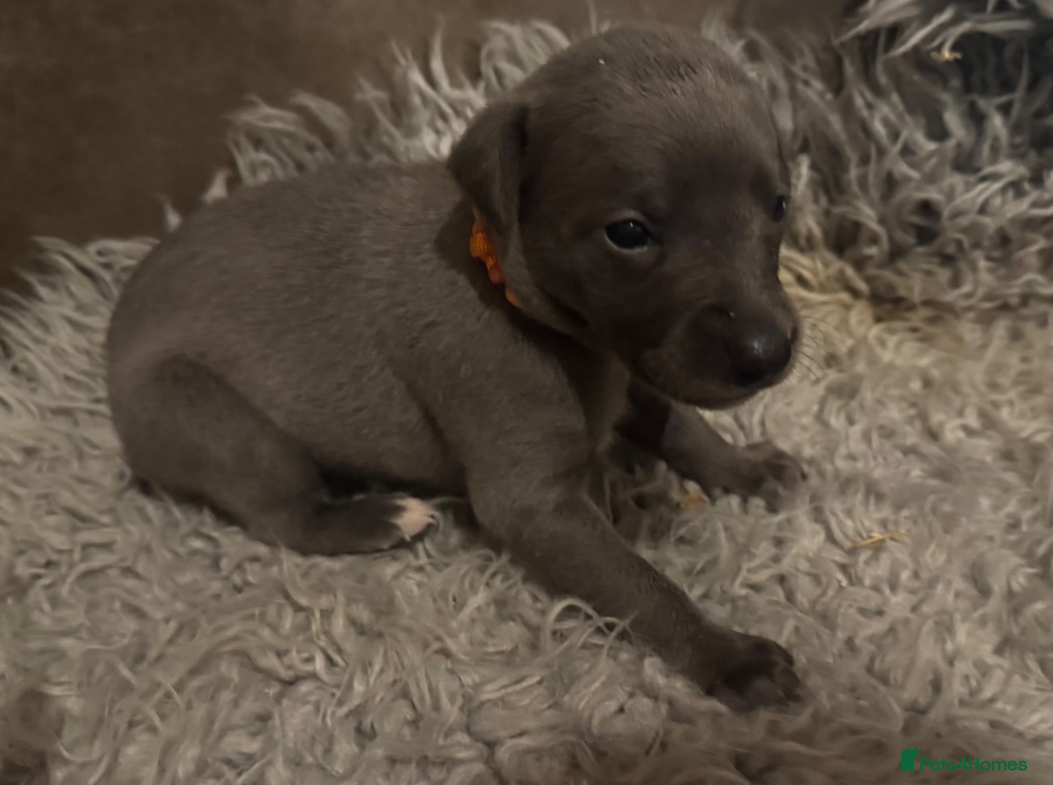 Whippet dogs for sale: 💙 Stunning KC Registered Blue Whippet Puppies  - Advert 13
