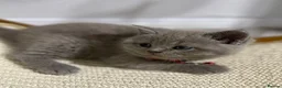 British Shorthair cats for sale: Beautiful British Shorthair Kittens😻 - Advert 24