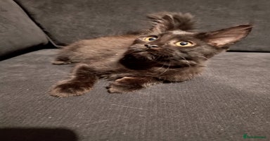 Maine Coon cats - Advert 11