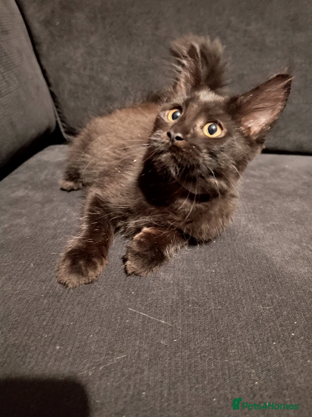 Maine Coon cats for sale: Adorable Maine Coon kittens in Manchester - Image 3