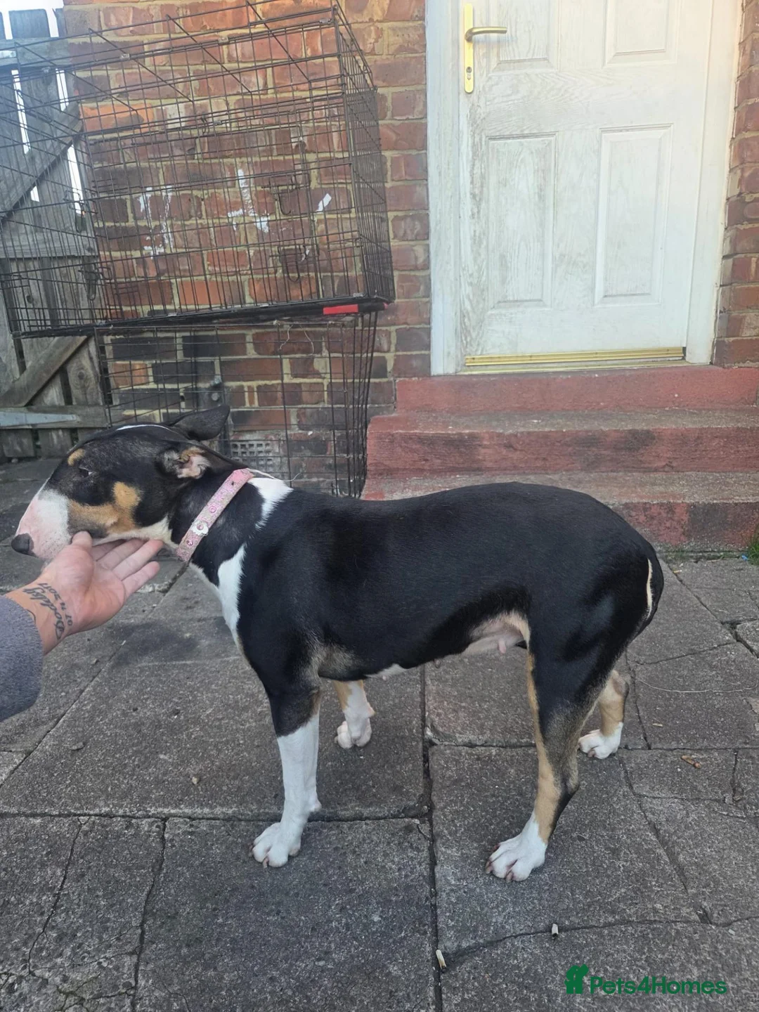 Bull Terrier dogs for sale: English bull terrier  - Advert 2