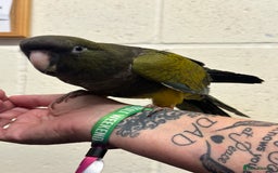 Conures birds for sale: Hand Reared Patagonians - Image 1