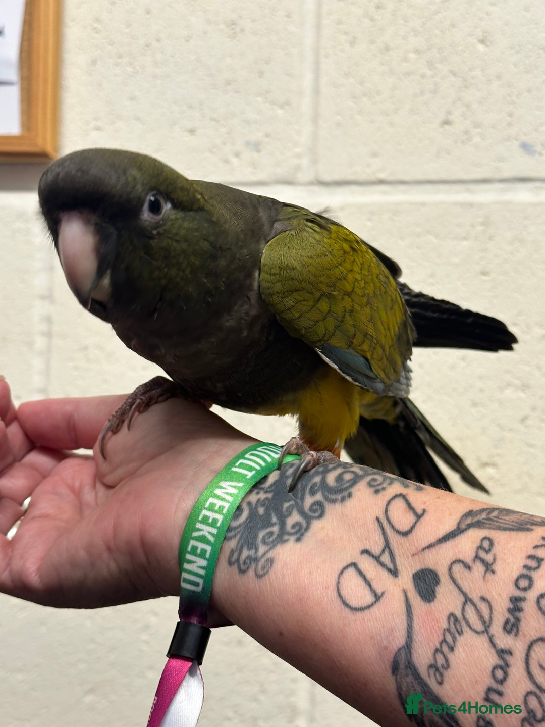 Conures birds for sale: Hand Reared Patagonians - Image 1
