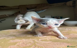 Devon Rex cats for sale: Adorable pure Devon Rex kittens  - Image 21