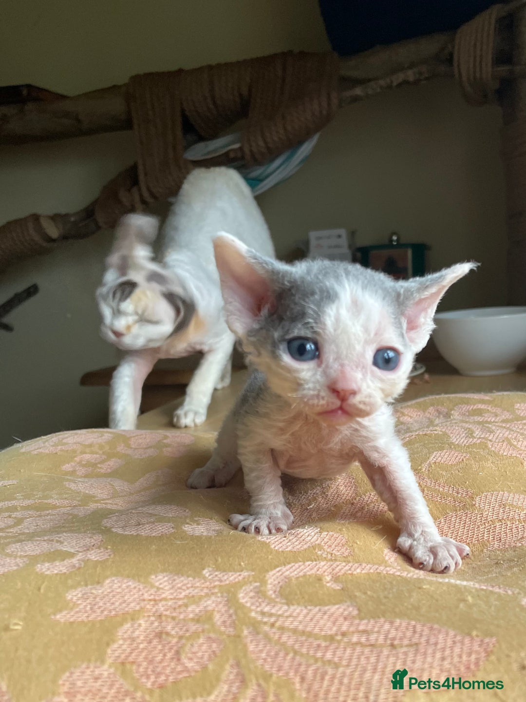 Devon Rex cats for sale: Adorable pure Devon Rex kittens  - Image 21