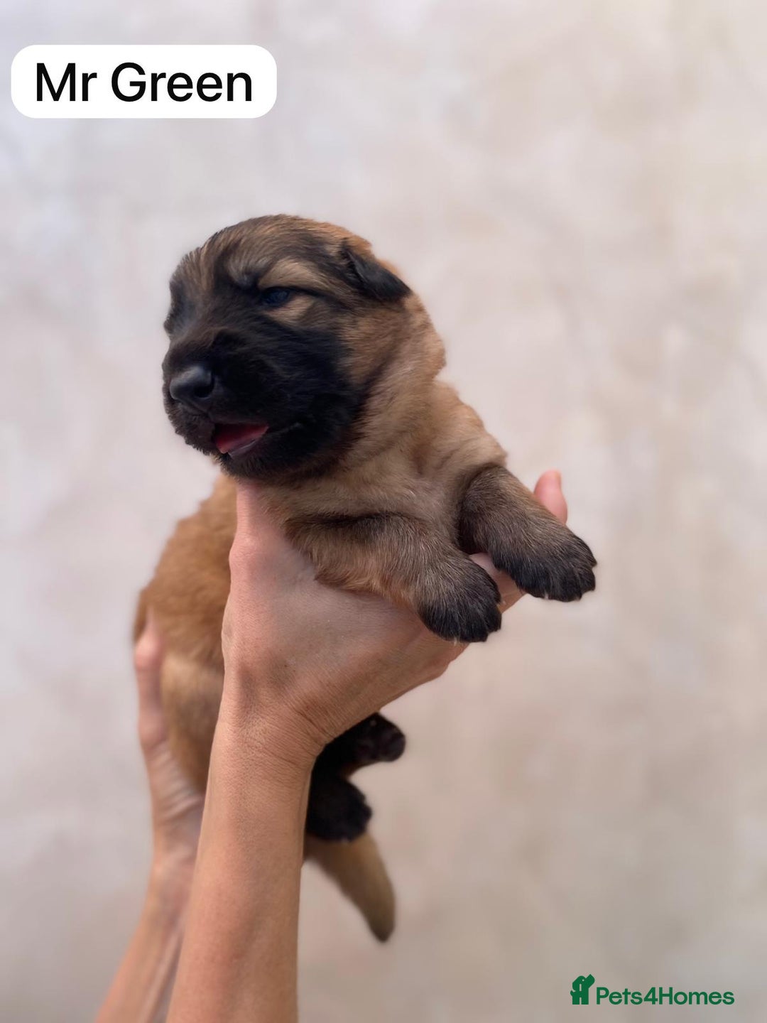 German Shepherd dogs for sale: Stunning blue and sable GSD puppies - Image 3