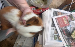 Guinea Pig rodents for sale: Beautiful mixed baby guinea pigs - Image 4