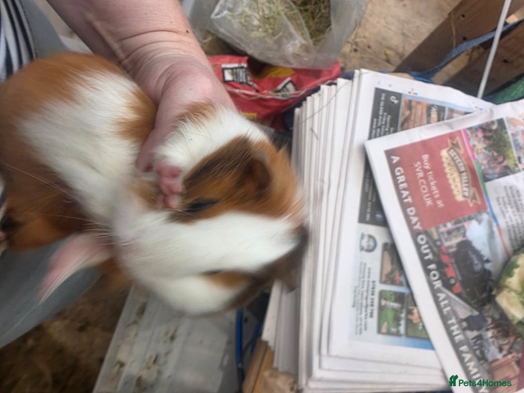 Guinea Pig rodents for sale: Beautiful mixed baby guinea pigs - Image 4