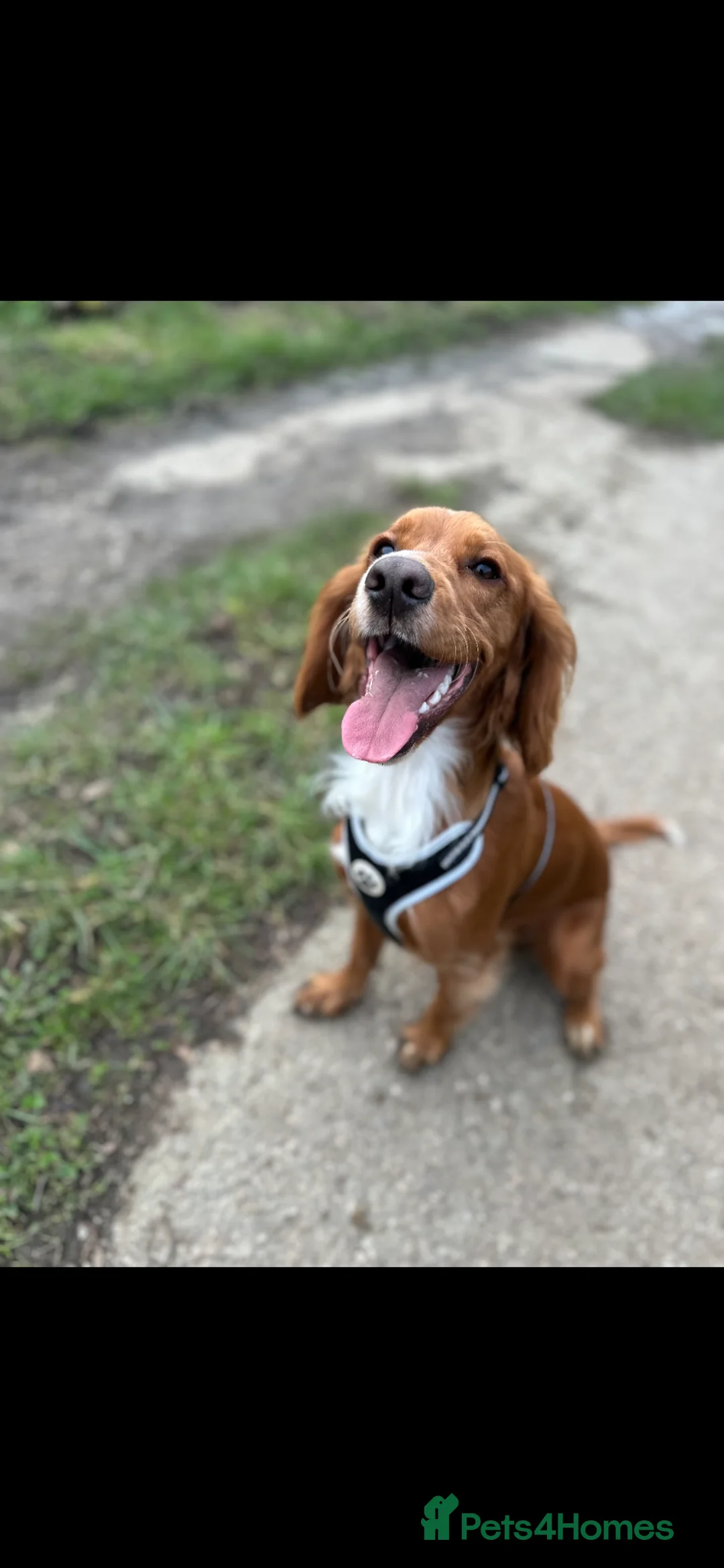 Cocker Spaniel dogs for sale: £200 11 month old cocker spaniel £200  - Advert 2