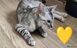 Bengal cats for sale: Only 2 boys left in Saint Helens - Image 3